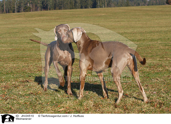 Weimaraner / Weimaraner / JH-04510