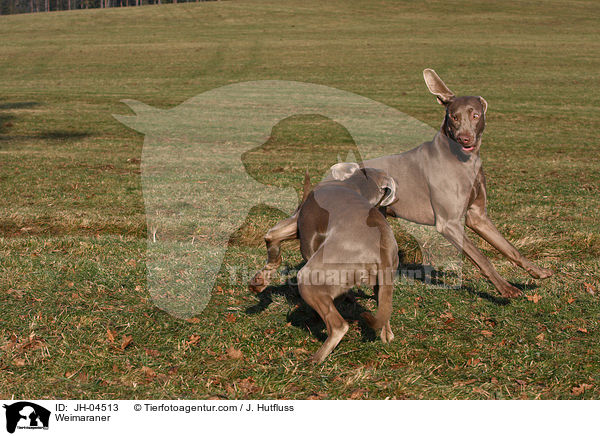 Weimaraner / JH-04513