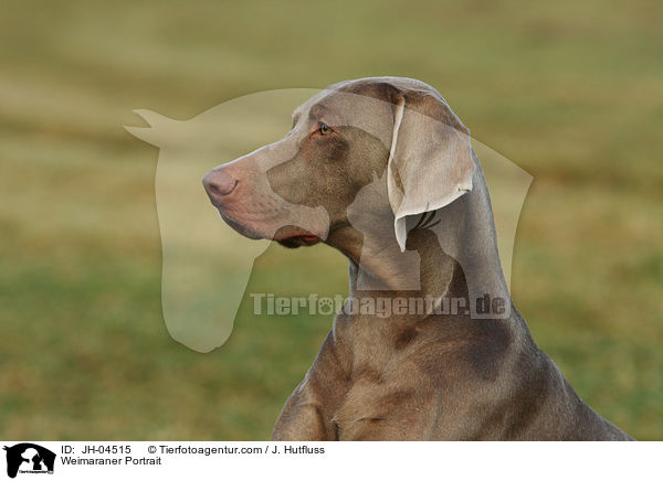 Weimaraner Portrait / JH-04515