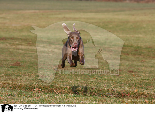 running Weimaraner / JH-04526