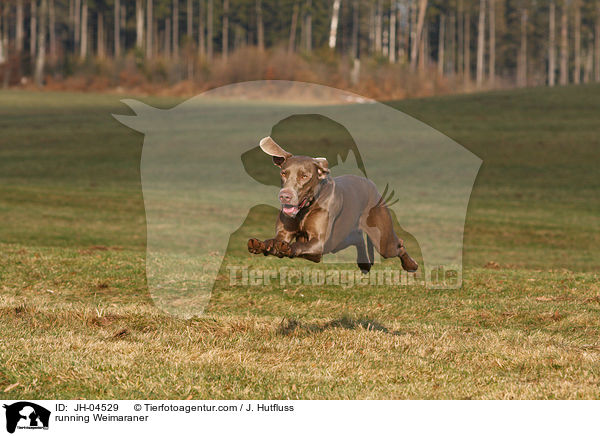 rennender Weimaraner / running Weimaraner / JH-04529