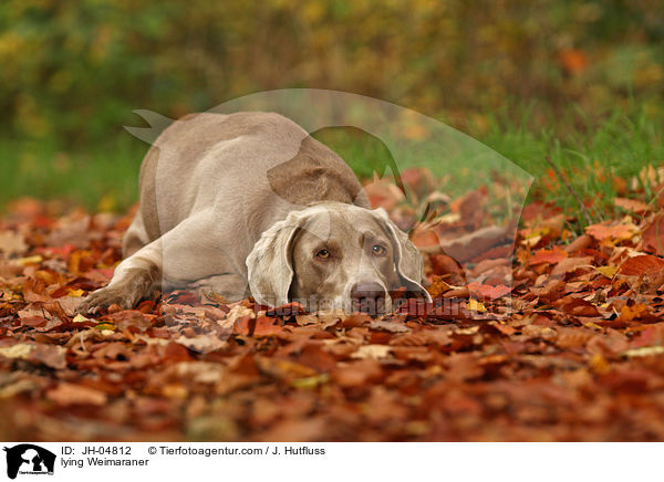 liegender Weimaraner / lying Weimaraner / JH-04812