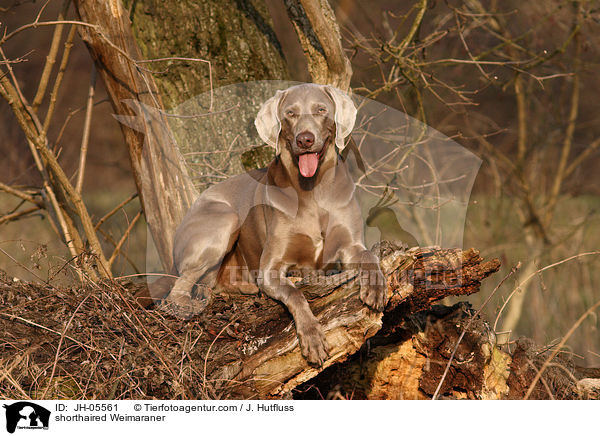 Kurzhaarweimaraner / shorthaired Weimaraner / JH-05561