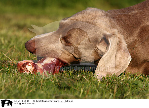 fressender Weimaraner / eating Weimaraner / JH-05919