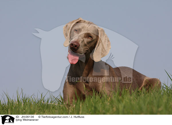 lying Weimaraner / JH-06136