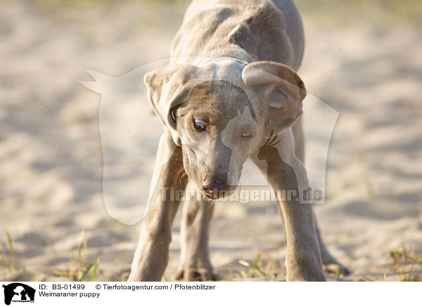 Weimaraner Welpe / Weimaraner puppy / BS-01499