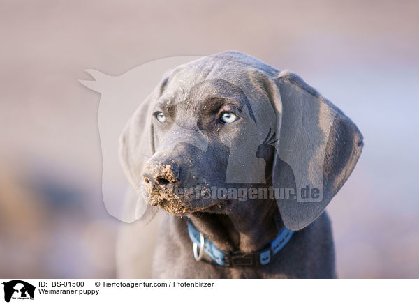 Weimaraner Welpe / Weimaraner puppy / BS-01500