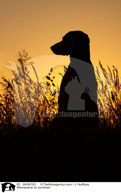 Weimaraner im Sonnenuntergang / Weimaraner at sundown / JH-06162