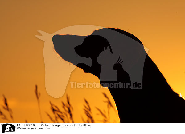 Weimaraner im Sonnenuntergang / Weimaraner at sundown / JH-06163