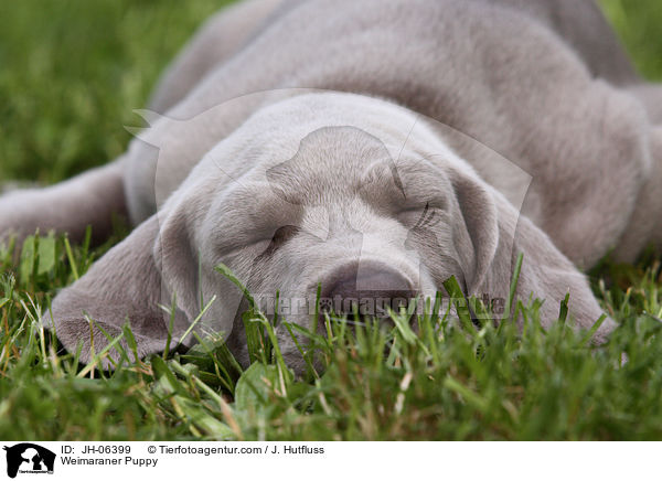 Weimaraner Welpe / Weimaraner Puppy / JH-06399