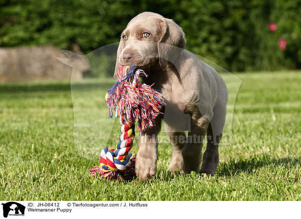 Weimaraner Puppy / JH-06412