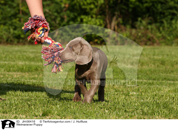 Weimaraner Puppy / JH-06416