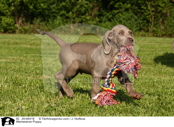 Weimaraner Welpe / Weimaraner Puppy / JH-06418