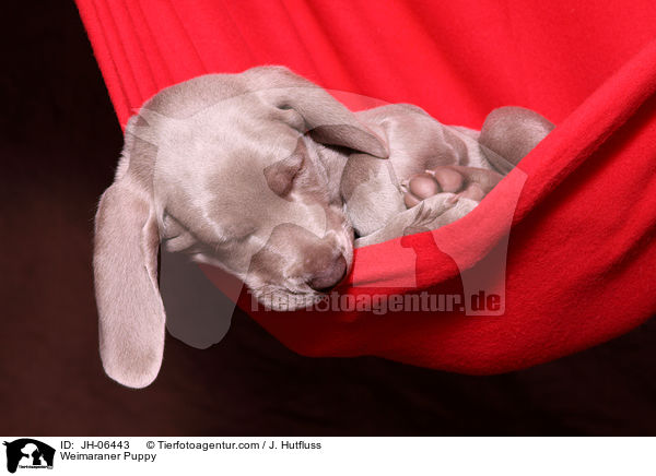 Weimaraner Welpe / Weimaraner Puppy / JH-06443