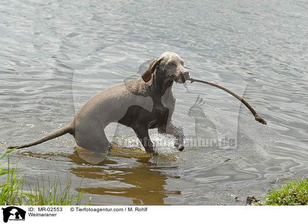 Weimaraner / Weimaraner / MR-02553