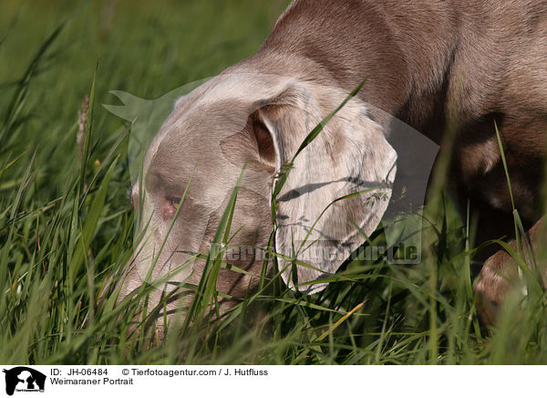 Weimaraner Portrait / Weimaraner Portrait / JH-06484