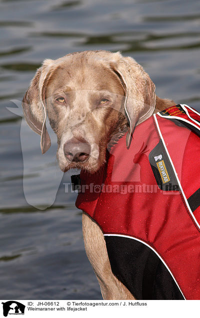 Weimaraner mit Schwimmweste / Weimaraner with lifejacket / JH-06612