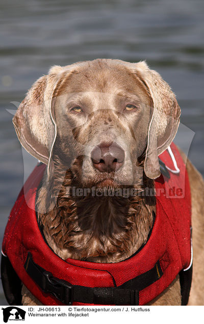 Weimaraner mit Schwimmweste / Weimaraner with lifejacket / JH-06613