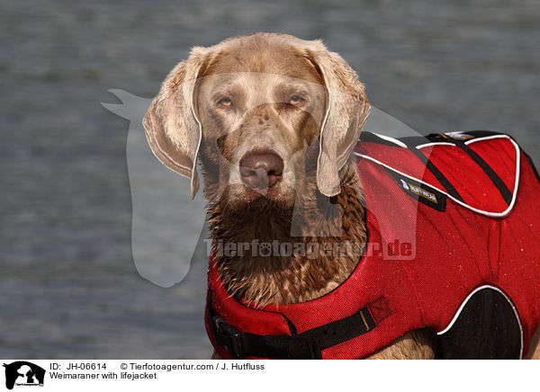 Weimaraner with lifejacket / JH-06614