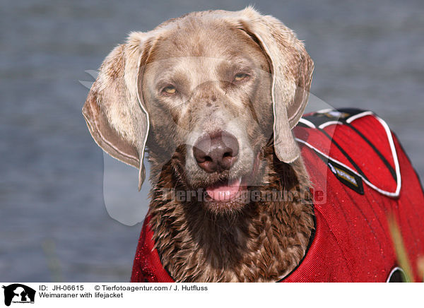 Weimaraner mit Schwimmweste / Weimaraner with lifejacket / JH-06615