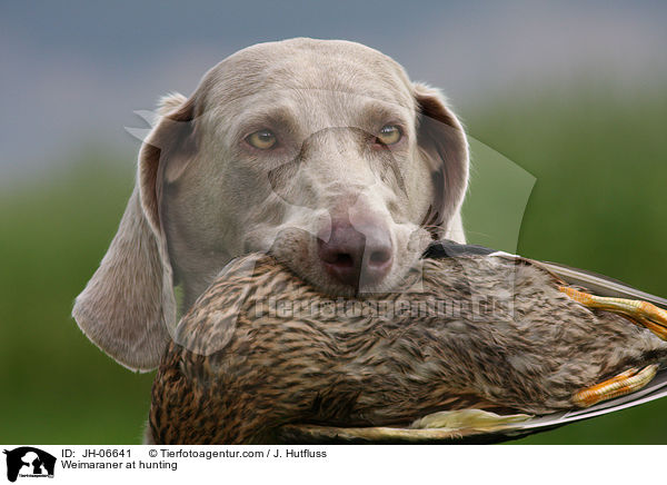 Weimaraner bei der Jagd / Weimaraner at hunting / JH-06641