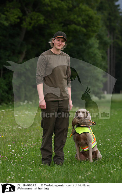 Weimaraner bei der Jagd / Weimaraner at hunting / JH-06643