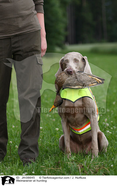 Weimaraner bei der Jagd / Weimaraner at hunting / JH-06645