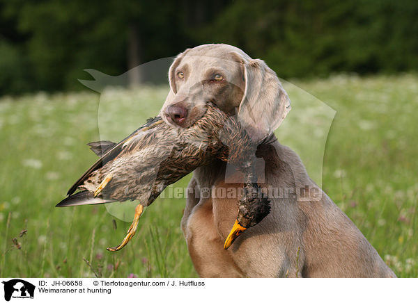 Weimaraner bei der Jagd / Weimaraner at hunting / JH-06658