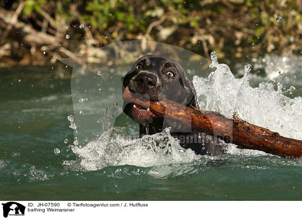 badender Weimaraner / bathing Weimaraner / JH-07590