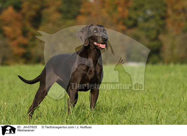 Weimaraner / JH-07605