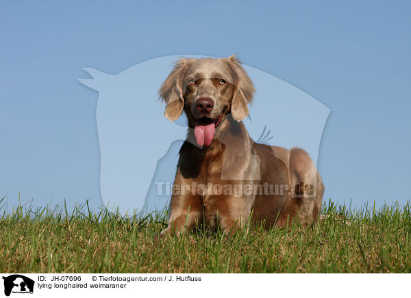 liegender Langhaarweimaraner / lying longhaired weimaraner / JH-07696