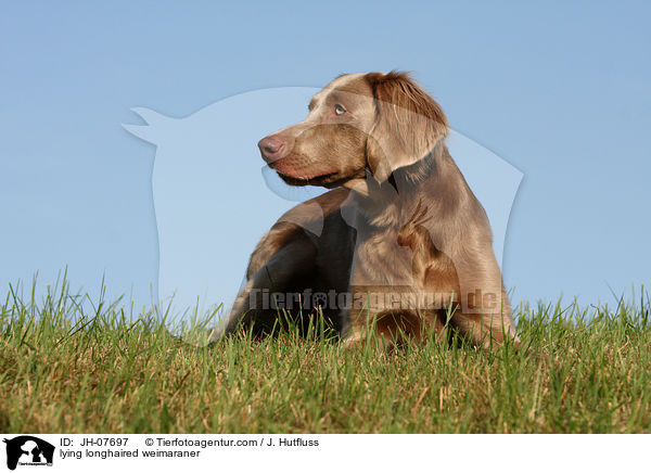 liegender Langhaarweimaraner / lying longhaired weimaraner / JH-07697