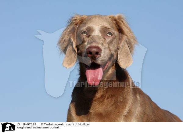 longhaired weimaraner portrait / JH-07699