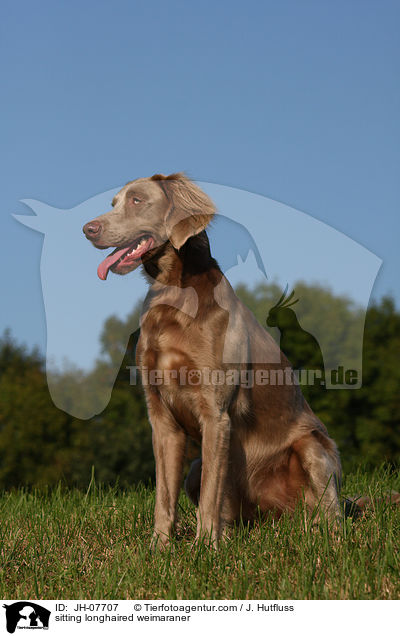 sitzender Langhaarweimaraner / sitting longhaired weimaraner / JH-07707