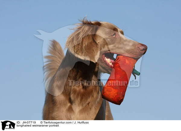 Langhaarweimaraner Portrait / longhaired weimaraner portrait / JH-07719