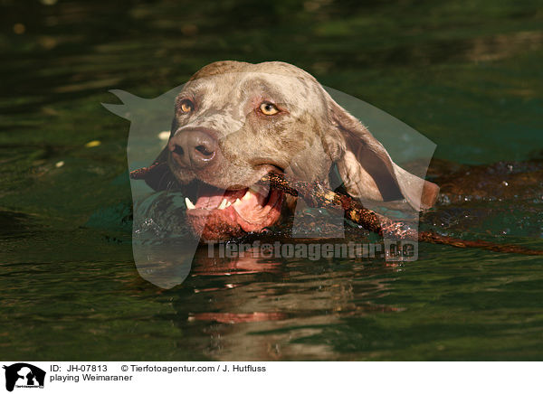 spielender Weimaraner / playing Weimaraner / JH-07813