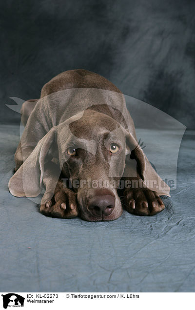 Weimaraner / Weimaraner / KL-02273