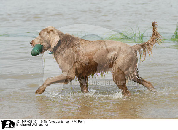 Langhaarweimaraner / longhaired Weimaraner / MR-03845