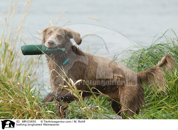 badender Langhaarweimaraner / bathing longhaired Weimaraner / MR-03850