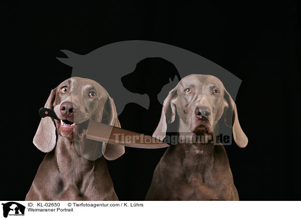 Weimaraner Portrait / KL-02650