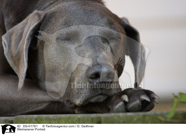 Weimaraner Portrait / Weimaraner Portrait / DG-01761