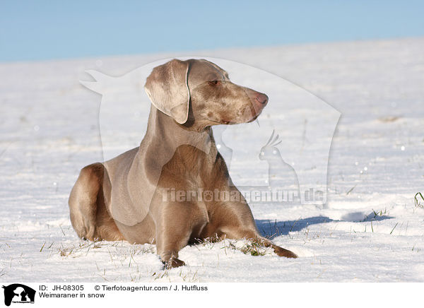 Weimaraner in snow / JH-08305