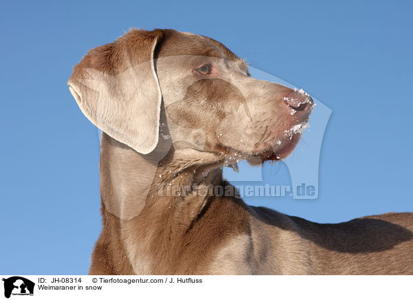 Weimaraner in snow / JH-08314