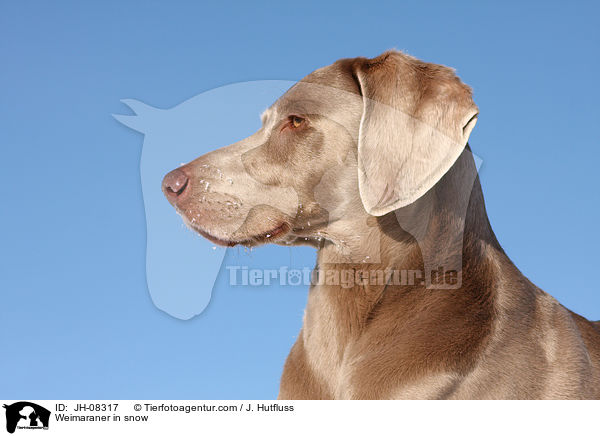 Weimaraner in snow / JH-08317