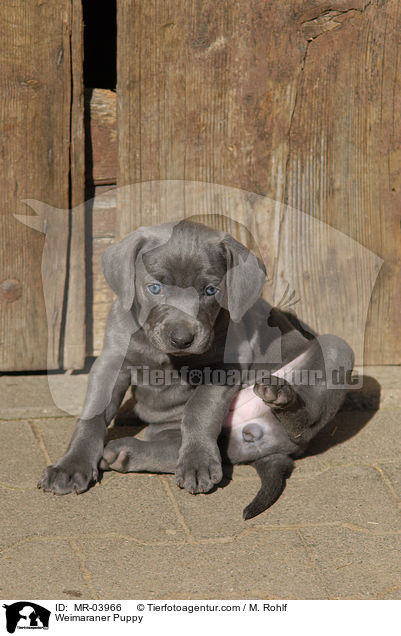 Weimaraner Welpe / Weimaraner Puppy / MR-03966