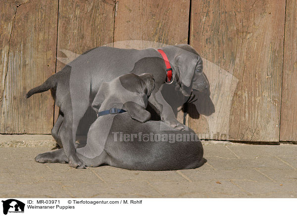 Weimaraner Welpen / Weimaraner Puppies / MR-03971