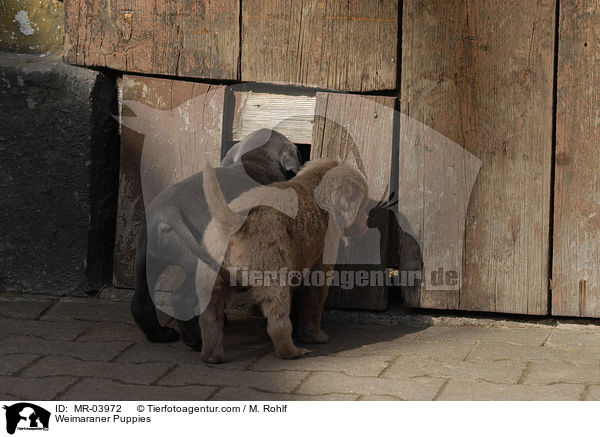 Weimaraner Puppies / MR-03972