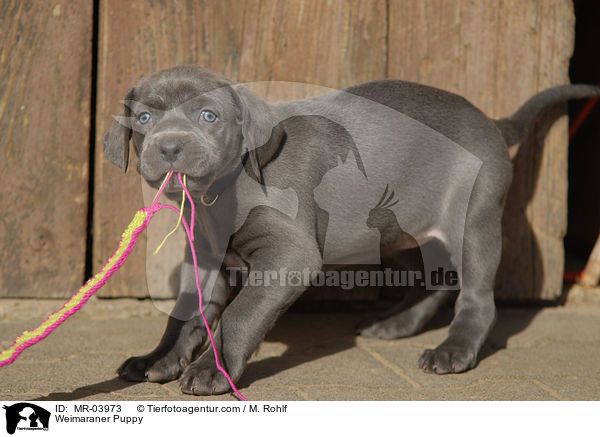 Weimaraner Puppy / MR-03973