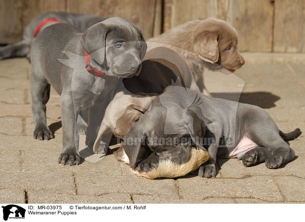 Weimaraner Puppies / MR-03975