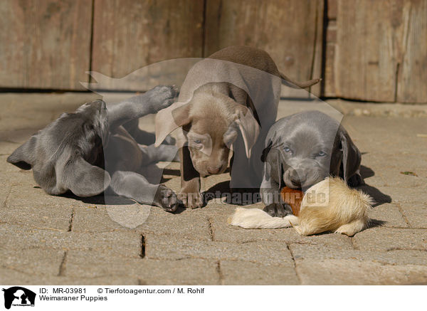 Weimaraner Puppies / MR-03981